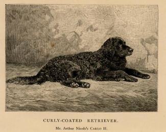The Curly Coat Retriever taking a well earned rest